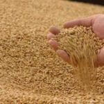 Держава може повернутись до практики меморандумів на експорт зерна - INFBusiness
