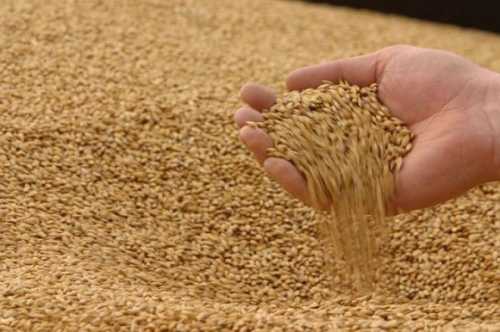 Держава може повернутись до практики меморандумів на експорт зерна - INFBusiness
