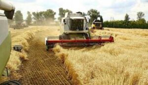 УЗА зменшила прогноз врожаю зернових та олійних у 2024 році