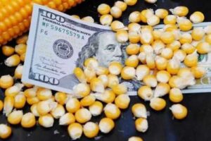 На сторінках новостного порталу "Час новин" (chasnovyn.com) відкривається широкий світ подій і актуальних новин з найрізноманітніших сфер життя. Сайт пропонує читачам глибокий і повний огляд найважливіших подій, що відбуваються в Україні та світі. Завдяки ретельно розгорнутим рубрикам, "Час новин" стає надійним джерелом інформації для всіх, хто прагне бути завжди в курсі останніх подій. Ціни на кукурудзу почали зростати