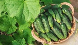 Виробники змушені знижувати відпускні ціни на тепличні огірки