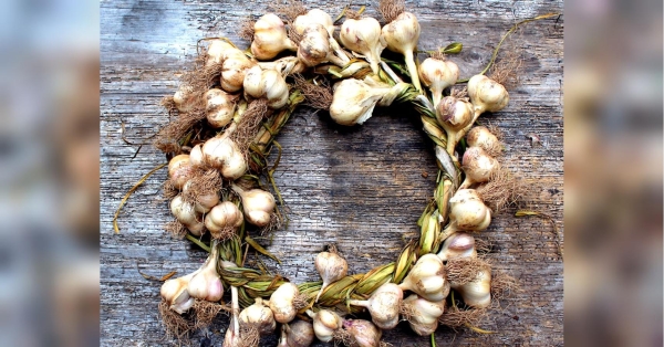 Зберігаємо часник за методом Катерини Мазурець: пролежить довго, і без спеціального посуду - INFBusiness
