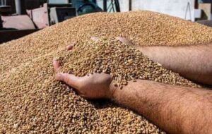 Україна в цьому році зможе збільшити експорт агропродукції на 15%, – USAID
