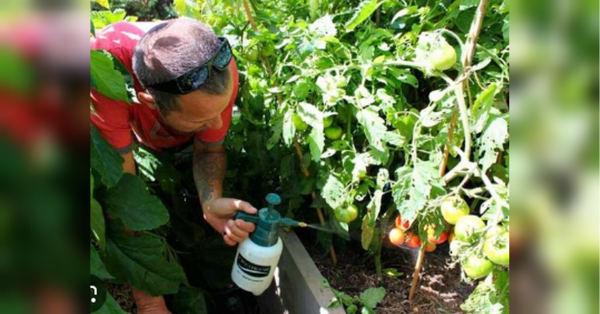 Обприскайте цим кволі томати після висадки в ґрунт: вони «стрепенуться» і попруть вверх як навіжені (відео) - INFBusiness