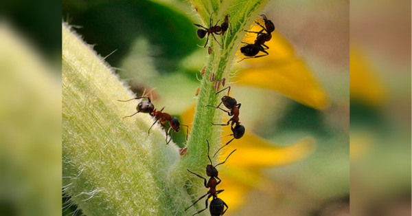 Зробіть так, і мурахи з попелицею зникнуть з дачі на десятки років (відео) - INFBusiness