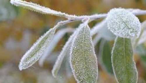 Травневі заморозки суттєво вплинули на стан плодоовочевих насаджень - INFBusiness
