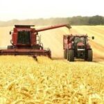 Для вирощування зернових та олійних в Україні використовується близько 20 млн га сільгоспземель - INFBusiness