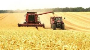 Для вирощування зернових та олійних в Україні використовується близько 20 млн га сільгоспземель