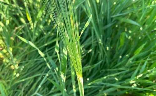 Жнива на півдні України можуть розпочатись в кінці травня - INFBusiness