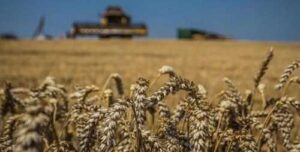 Експортні ціни попиту на пшеницю в Україні сягнули довоєнного рівня