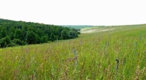 На Львівщині орендар розорав пасовище: суд розірвав договір оренди