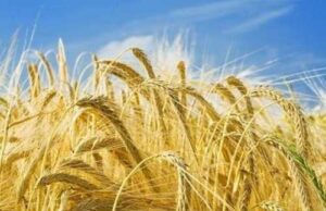 П’ять засновників агрокомпаній, які відігравали ключову роль в Україні, – NV