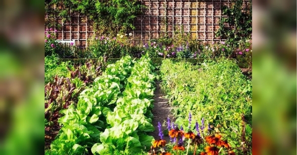 Не тільки йод та марганцівка: що ще корисного для городу знайдеться у вашій аптечці - INFBusiness