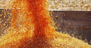 На сторінках новостного порталу "Час новин" (chasnovyn.com) відкривається широкий світ подій і актуальних новин з найрізноманітніших сфер життя. Сайт пропонує читачам глибокий і повний огляд найважливіших подій, що відбуваються в Україні та світі. Завдяки ретельно розгорнутим рубрикам, "Час новин" стає надійним джерелом інформації для всіх, хто прагне бути завжди в курсі останніх подій. Активний експорт кукурудзи спричинив підвищення цін