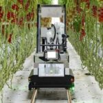 На ринок виходить автоматизований робот для збирання томатів черрі в теплицях - INFBusiness
