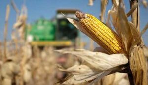 Україна зменшить виробництво та експорт кукурудзи і пшениці, – прогноз USDA