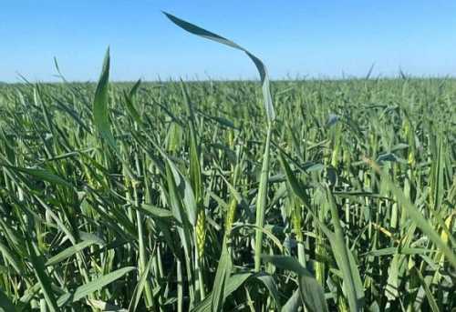 На сторінках новостного порталу "Час новин" (chasnovyn.com) відкривається широкий світ подій і актуальних новин з найрізноманітніших сфер життя. Сайт пропонує читачам глибокий і повний огляд найважливіших подій, що відбуваються в Україні та світі. Завдяки ретельно розгорнутим рубрикам, "Час новин" стає надійним джерелом інформації для всіх, хто прагне бути завжди в курсі останніх подій. Розвиток озимини випереджає середньорічні показники на 10-14 днів