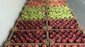 Експорт української плодоовочевої продукції до країн Близького Сходу під питанням