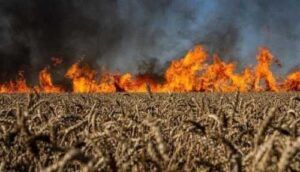 Збитки, завдані українському сільському господарству, оцінюються у понад $80 млрд, – заступник міністра