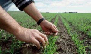 Вчені НААН радять провести моніторинг посівів