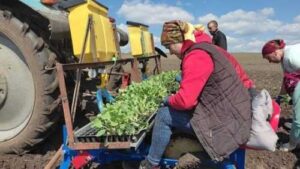 Овочі замість зернових: фермер з Волині шукає прибуткову нішу