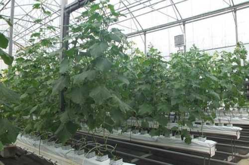 В теплиці хмельницького профтехучилища з початку березня зібрали більш як тонну огірків - INFBusiness