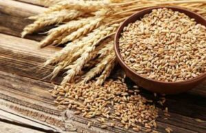 Україна, Великобританія та Литва працюють над системою, яка визначатиме походження зерна