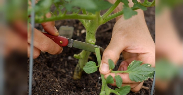 Не «пасинкування», а «вбивство»: які листки не можна видаляти на детермінантних томатах - INFBusiness