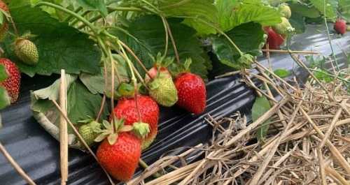 Полуничний агротуризм: на Рівненщині пропонують власноруч збирати ягоди