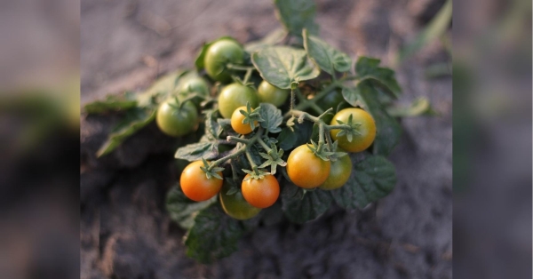 Змусіть їх почервоніти: «дідівський» та інші способи прискорити дозрівання томатів - INFBusiness