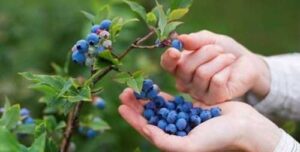 Сезон лохини відкритого ґрунту розпочався на тиждень раніше, ніж торік