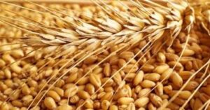 Держава запровадить мінімальні експортні ціни на сільгосппродукцію