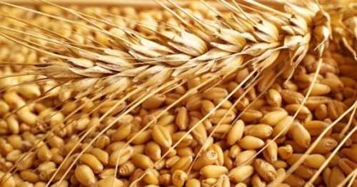 Держава запровадить мінімальні експортні ціни на сільгосппродукцію