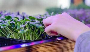 Півтори сотні школярів заробили перші 100 тис. грн завдяки проєкту «Розумний город. Мікрозелень» від «Контінентал»