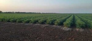 Кілійське МУВГ вже забезпечило зрошення 7043 га сільськогосподарських культур