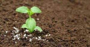 Добрива від USAID АГРО зможуть отримати аграрії із зони можливих бойових дій