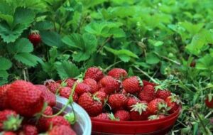 Ціни на суницю садову знову зростають