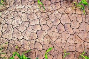 В південних та східних областях спостерігається сильна грунтова посуха, – Укргідрометеоцентр