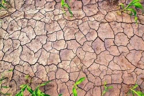 В південних та східних областях спостерігається сильна грунтова посуха, – Укргідрометеоцентр - INFBusiness