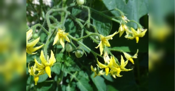 Підживлення для рясного цвітіння та щедрого плодоношення томатів: поради від вінницьких аграріїв - INFBusiness