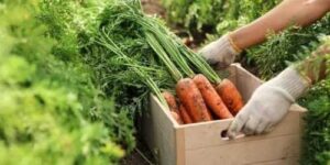 Воєнний стан не завадив створити на Рівненщині 80 нових фермерських господарств