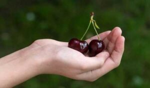 Через дощі якість черешні знизилась: виробники намагаються швидше її продати