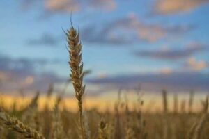 Україна в наступному маркетинговому році може експортувати понад 60 млн т зернових та олійних, – Мінагрополітики