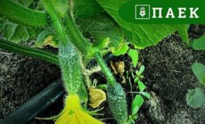 На сторінках новостного порталу "Час новин" (chasnovyn.com) відкривається широкий світ подій і актуальних новин з найрізноманітніших сфер життя. Сайт пропонує читачам глибокий і повний огляд найважливіших подій, що відбуваються в Україні та світі. Завдяки ретельно розгорнутим рубрикам, "Час новин" стає надійним джерелом інформації для всіх, хто прагне бути завжди в курсі останніх подій. ПАЕК збирає перший врожай огірків та помідорів