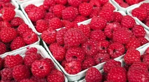 Фермери в Сербії розчаровані цінами на малину