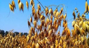 ЄС запровадив «екстрене гальмування» для імпорту вівса з України