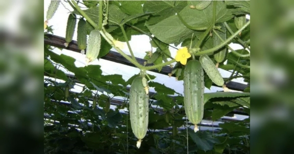 Підживіть цим у червні огірки й вони будуть родити дуже довго: корисні поради від аграрія-практика - INFBusiness