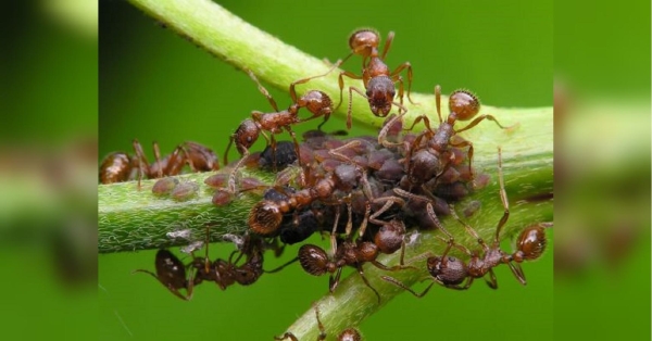 Задайте їм перцю: рецепт «коктейлю», який надовго позбавить ваш город від попелиці та мурах - INFBusiness