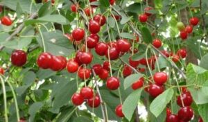 Сезон консервації в розпалі – вишня дешевшає