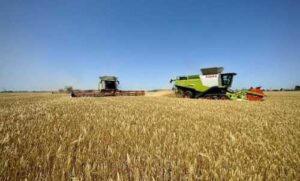 «Контінентал» розпочав збір ранніх зернових